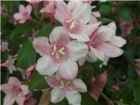 0f740fb6-Picture 015.jpg
